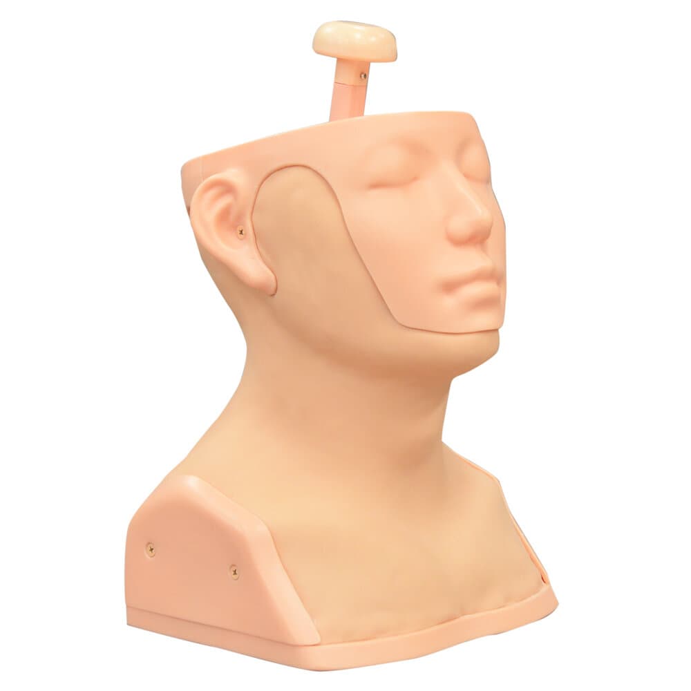 MW30 Head and Neck Palpation Trainer