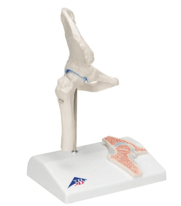 Mini Human Hip Joint Model with Cross Section