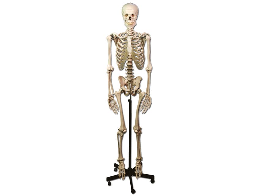 Human Skeleton Model