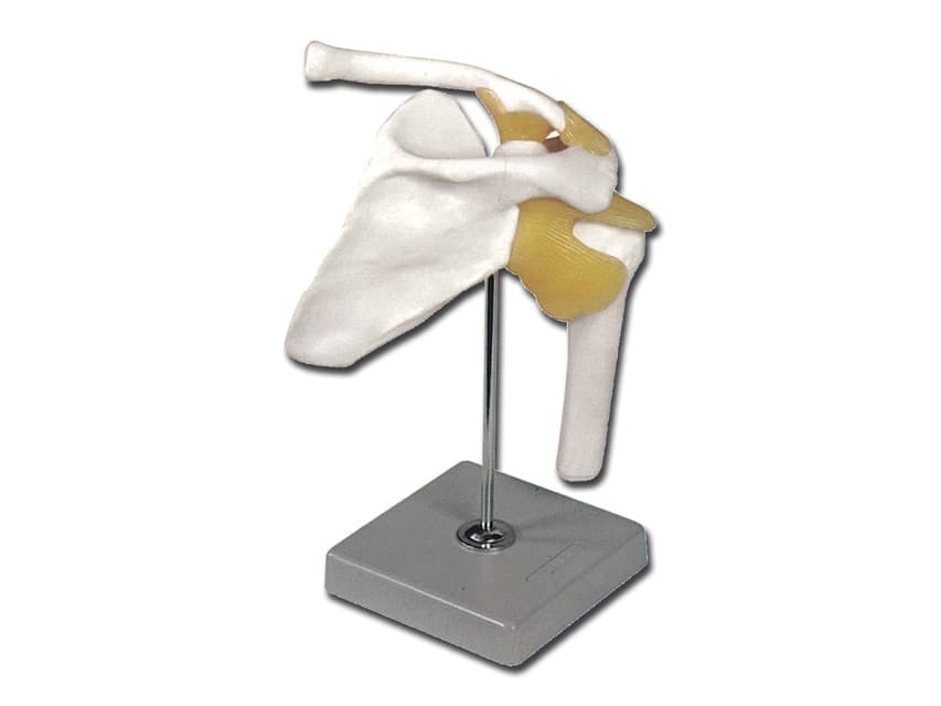 Shoulder Joint