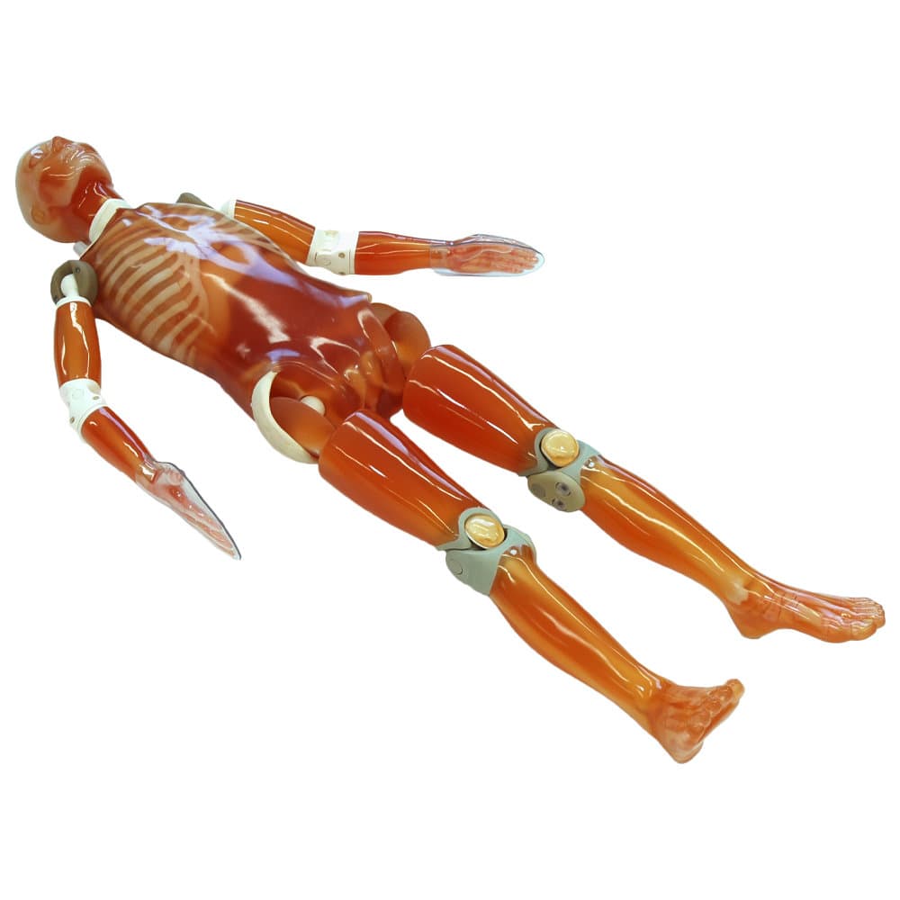 PE-2E CT Whole Body Phantom with Pathologies