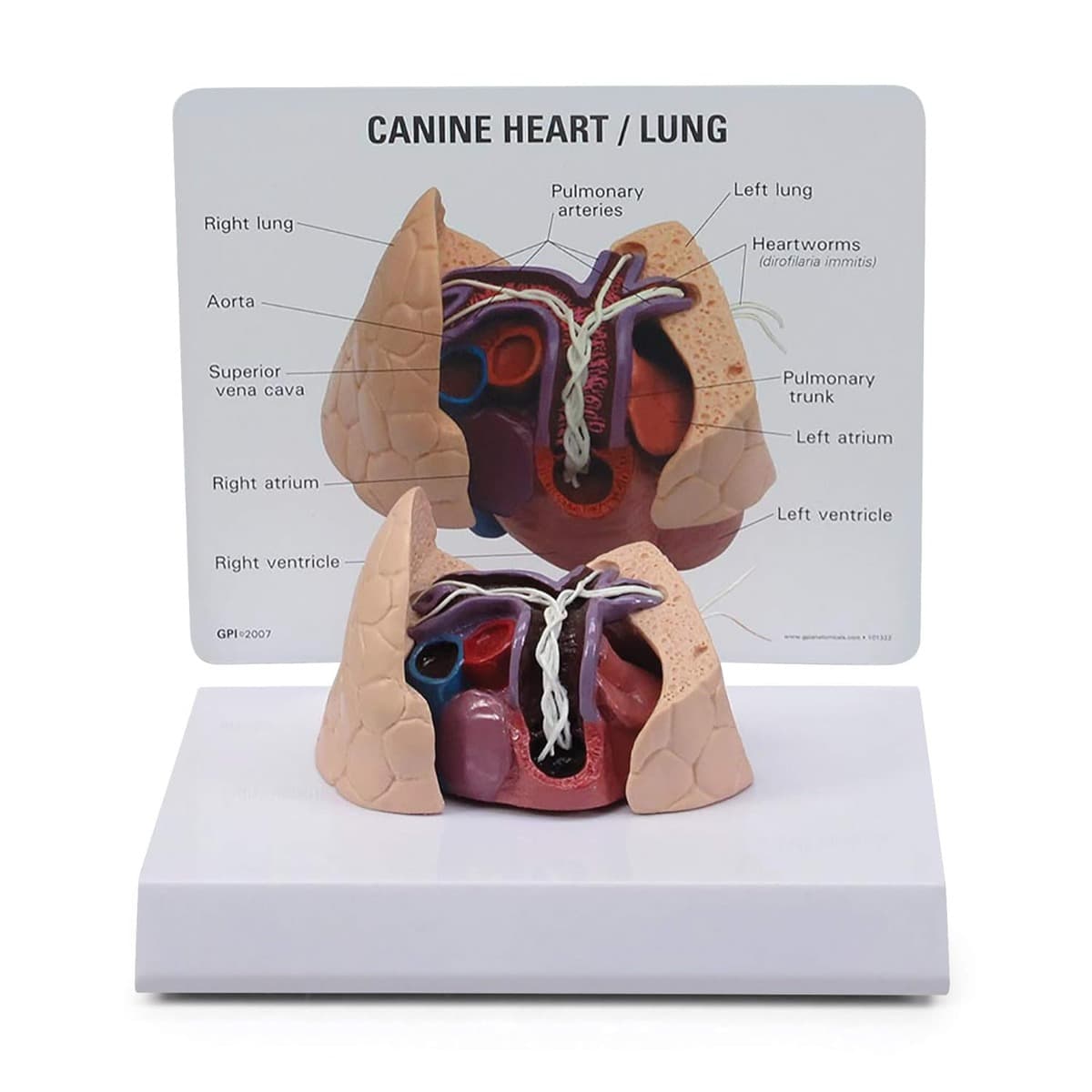 Canine Heart and Lung Model