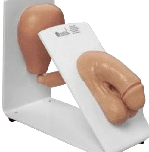 Male Catheterisation Trainer