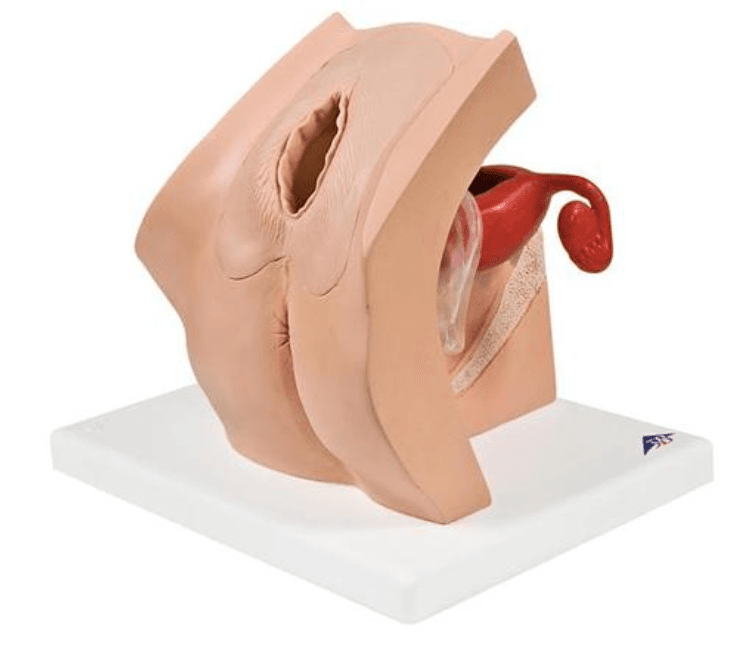 Model for Gynaecological Patient Education - Contraceptive & Pessary
