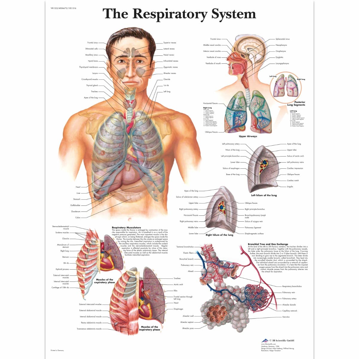 The Respiratory System Laminated Chart 