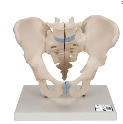 Male Pelvis Skeleton Model, 3 part - 3B Smart Anatomy