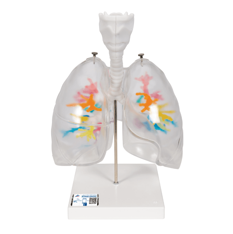 CT Bronchial Tree Model with Larynx & Transparent Lungs 