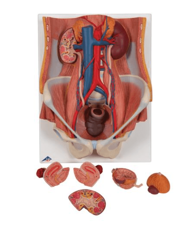 Dual Sex Urinary System Model, 6 part - 1000317