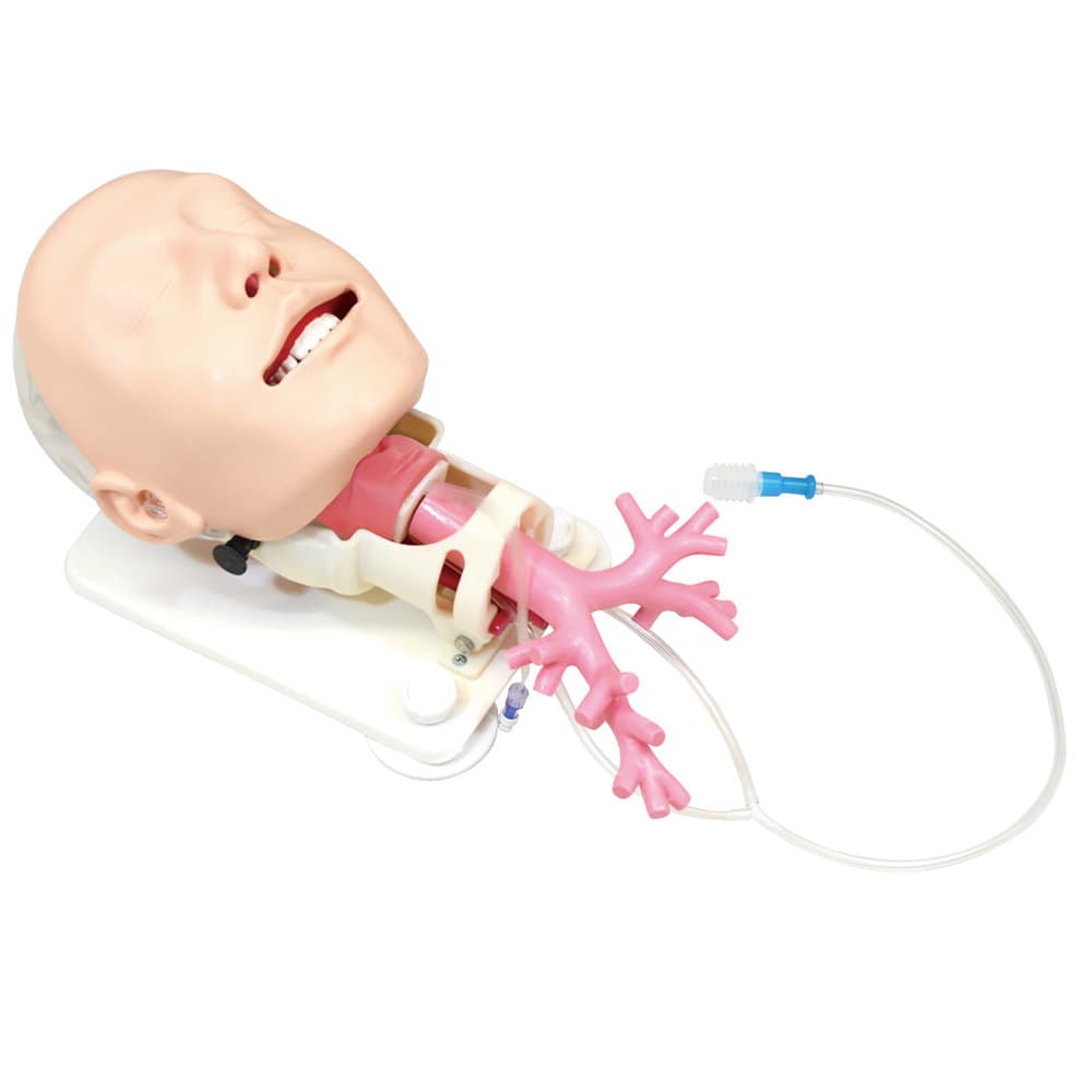 MW19 Difficult Airway Management Simulator for Bronchofiberscopy