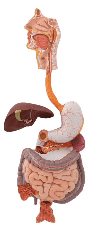 Human Digestive System Model, 3 part