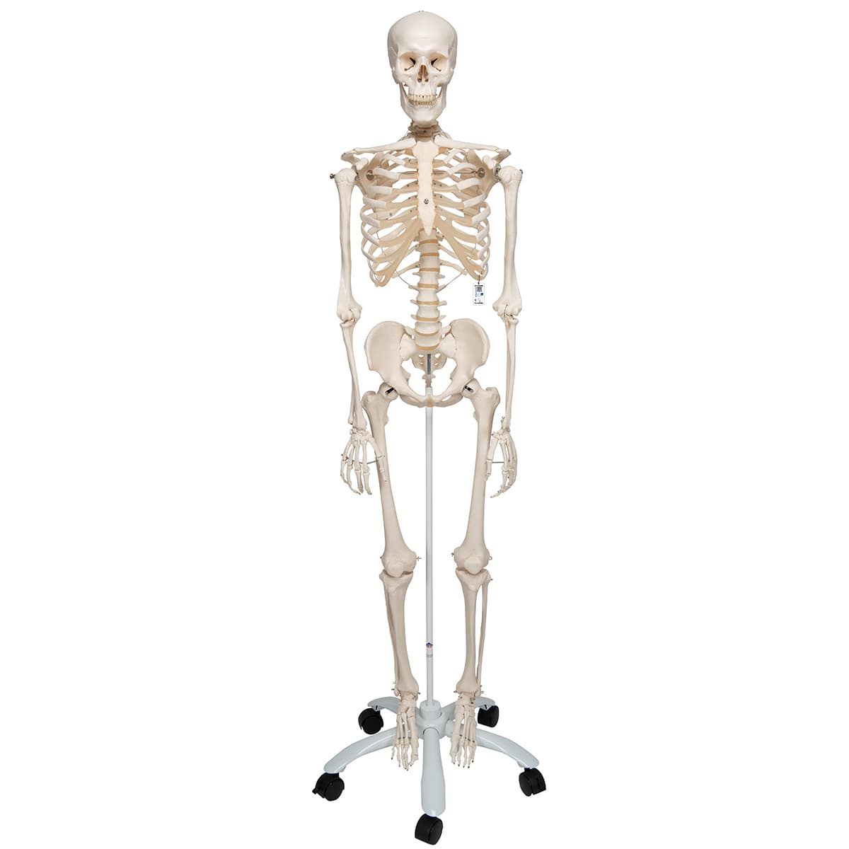 STAN Human Skeleton Model