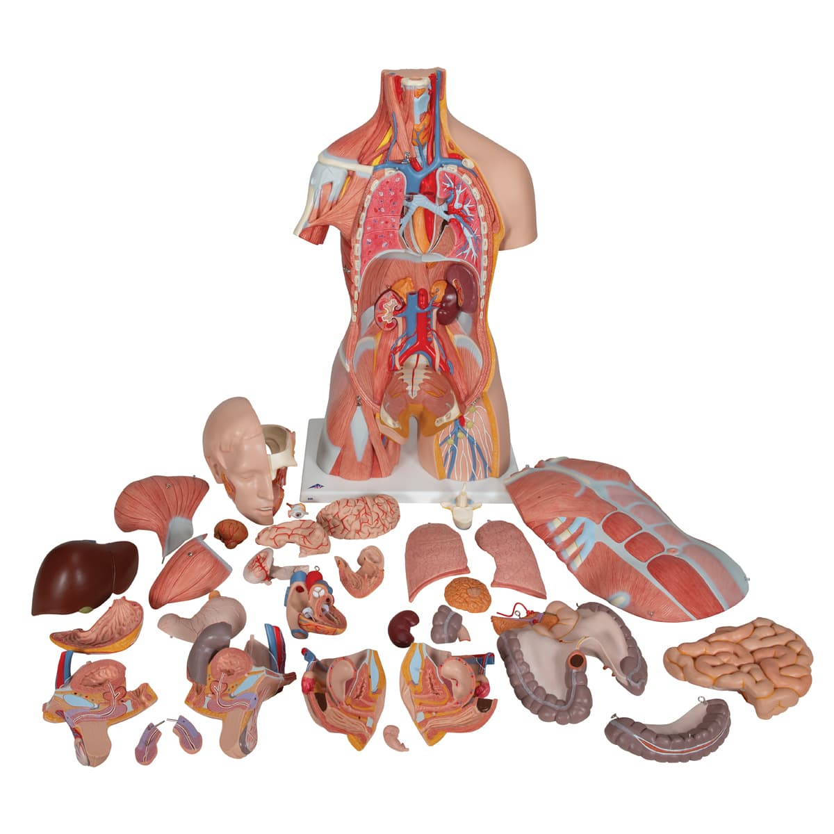 Deluxe Dual Sex Human Muscle Torso Model (31 part)