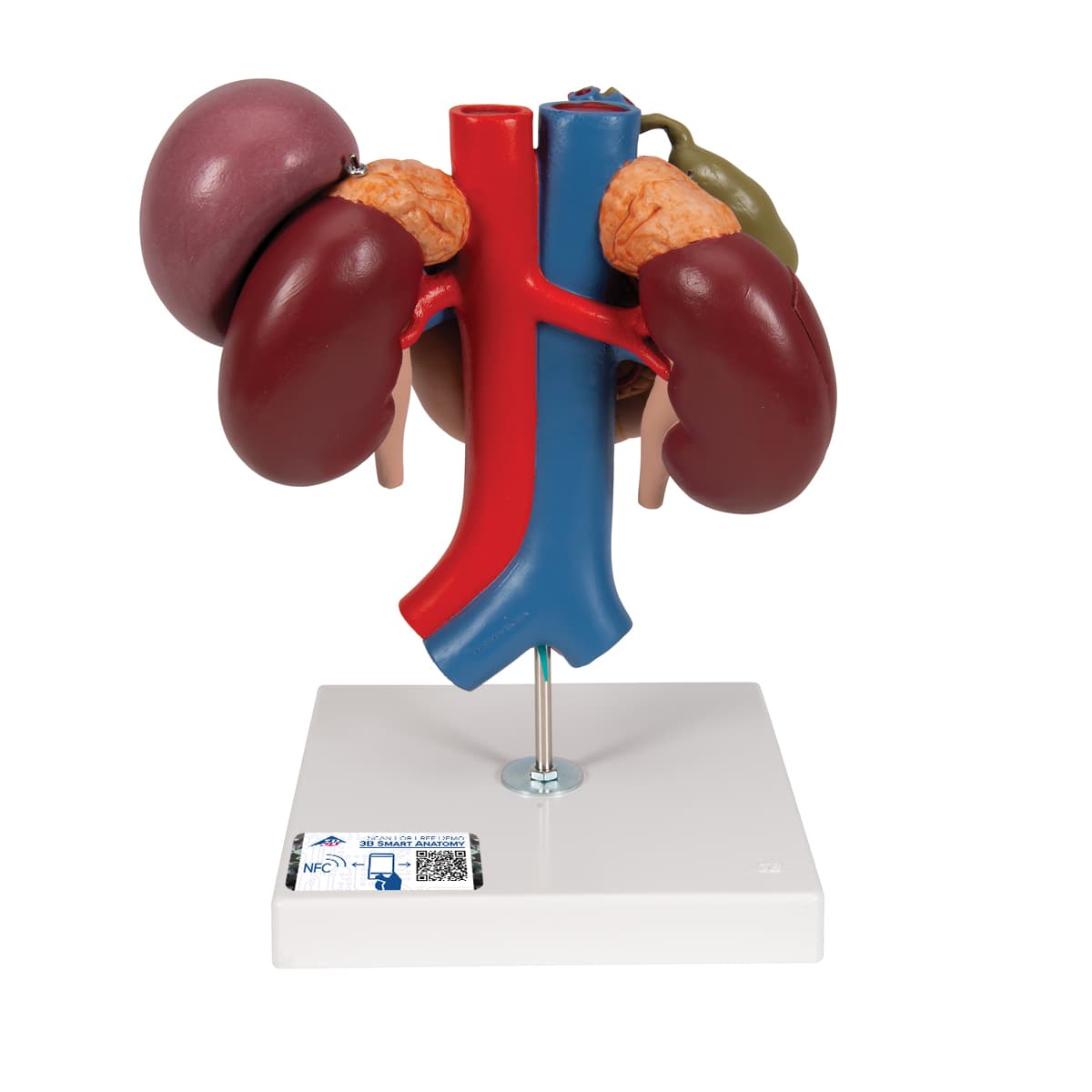 Human Kidneys Model with Rear Organs of Upper Abdomen, 3 part