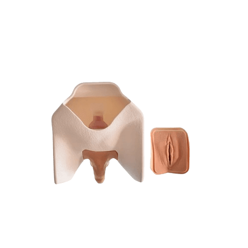 Catheterisation Trainer