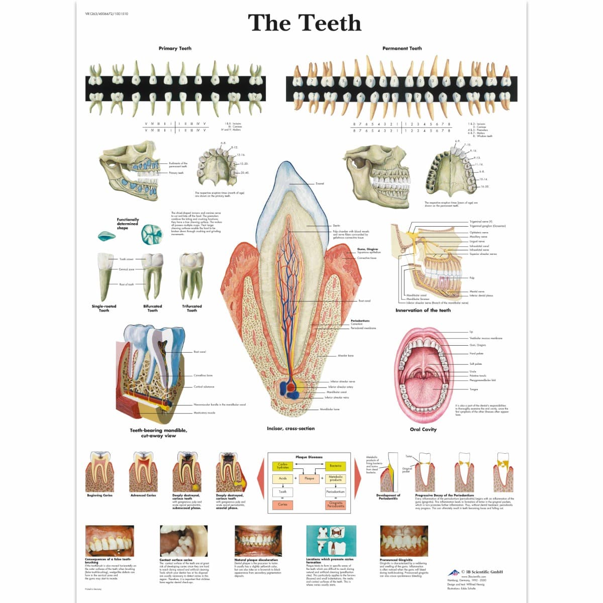 Educational Poster - Teeth Chart - Paper