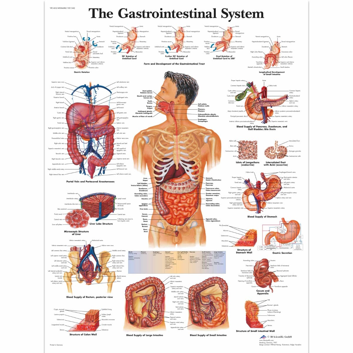 Educational Poster - Gastrointestinal System Chart - Laminated